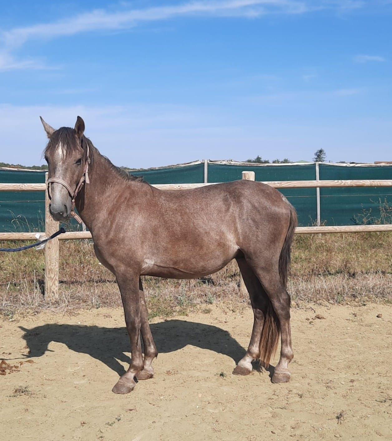 Photo d'un cheval de profil